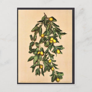 Ein Zweig mit Zitronen, Limone, Gardasee, Italien Postkarte