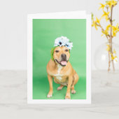 Einblende Karte (Gelbe Blume)