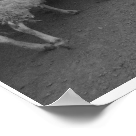 Einbringen in die Schafe Poster (Ecke)