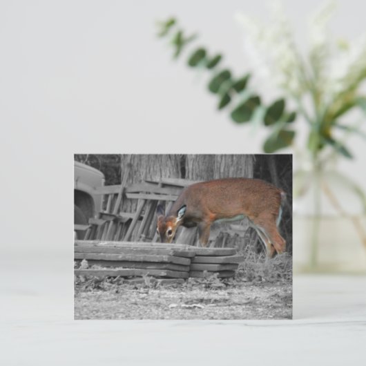 eindeutig wichtig postkarte (Stehend Vorderseite)