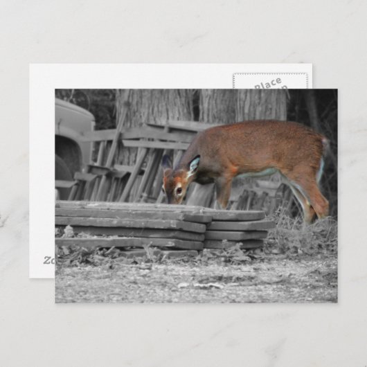 eindeutig wichtig postkarte (Vorne/Hinten)