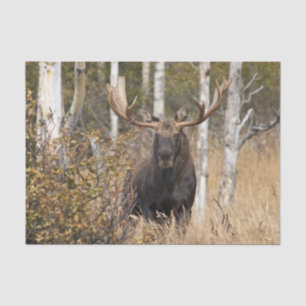 Eindrucksvolle Stier-Elche Seidenpapier