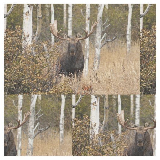 Eindrucksvolle Stier-Elche Stoff (Nahaufnahme)
