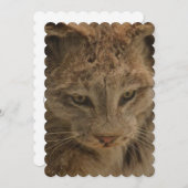 Eindrucksvoller Luchs Einladung (Vorne/Hinten)