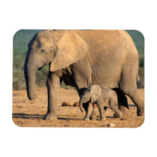 Eine afrikanische Elefantenmutter und ihr Jungtier Magnet