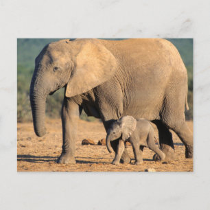 Eine afrikanische Elefantenmutter und ihr Jungtier Postkarte