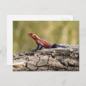 Eine Agama Mwanzae nimmt ein Sonnenbad Postkarte (Vorne/Hinten)