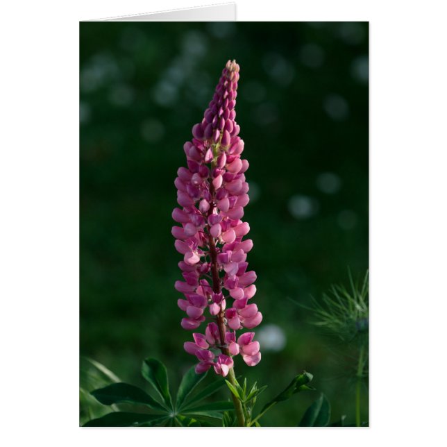 Eine alleinstehende Lupine hält Vigil (Vorne)