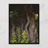 Eine alte Weinrebe umwächst einen Baum Postkarte (Vorderseite)