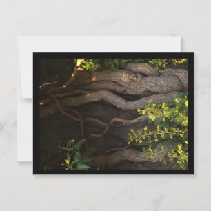 Eine alte Weinrebe umwächst einen Baum Postkarte