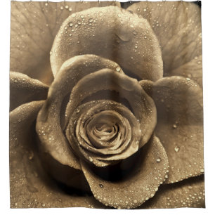 Eine altmodische Rose nah, nass mit Wasserdro Duschvorhang