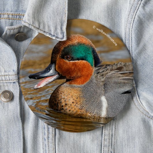 Eine Aquamarine Grauente am Teich Button (Beispiel)