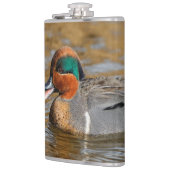 Eine Aquamarine Grauente am Teich Flachmann (Links)