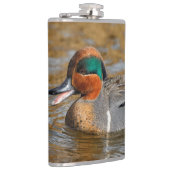 Eine Aquamarine Grauente am Teich Flachmann (Rechts)