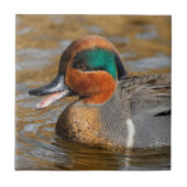 Eine Aquamarine Grauente am Teich Fliese (Vorderseite)