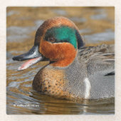 Eine Aquamarine Grauente am Teich Glasuntersetzer (Vorderseite)
