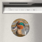 Eine Aquamarine Grauente am Teich Magnet (In Situ (Geschirrspüler))