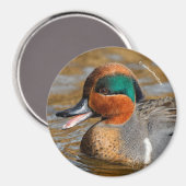 Eine Aquamarine Grauente am Teich Magnet (Vorderseite/Rückseite)