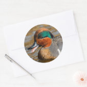 Eine Aquamarine Grauente am Teich Runder Aufkleber (Umschlag)