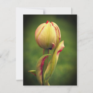 Eine aufkeimende Tulpe Postkarte