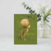 Eine aufkeimende Tulpe Postkarte (Stehend Vorderseite)