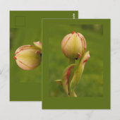 Eine aufkeimende Tulpe Postkarte (Vorne/Hinten)