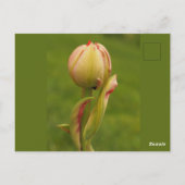 Eine aufkeimende Tulpe Postkarte (Rückseite)