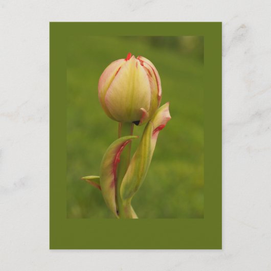 Eine aufkeimende Tulpe Postkarte (Vorderseite)