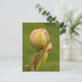 Eine aufkeimende Tulpe Postkarte (Stehend Vorderseite)