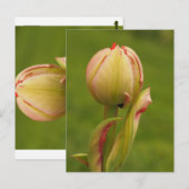 Eine aufkeimende Tulpe Postkarte (Vorne/Hinten)