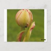 Eine aufkeimende Tulpe Postkarte (Rückseite)