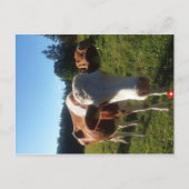Eine Baby Swiss Cow Postkarte (Vorderseite)