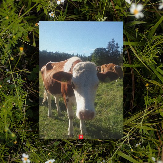 Eine Baby Swiss Cow Postkarte