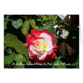 Eine Balboa-Insel-Rose ist so einzigartig wie Sie