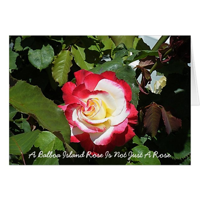 Eine Balboa-Insel-Rose ist so einzigartig wie Sie (Vorderseite (Horizontal))