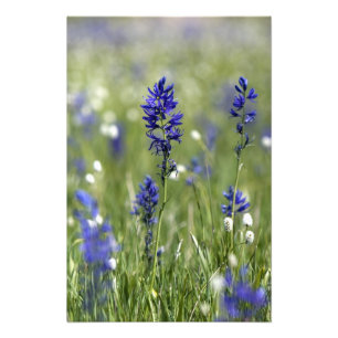 Eine Bergwiese mit Wildblumen, darunter Fotodruck