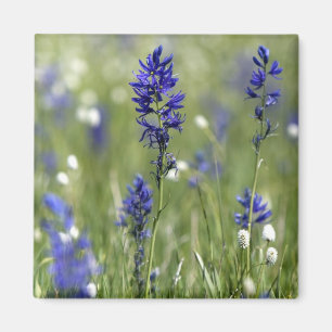 Eine Bergwiese mit Wildblumen, darunter Magnet