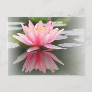 Eine bezaubernde Wasserlilie in einem Teich Postkarte