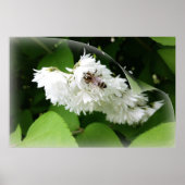 Eine Biene auf einer Seite Poster (Vorne)