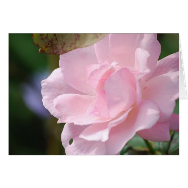 Eine blass rosa Rose (Vorderseite (Horizontal))