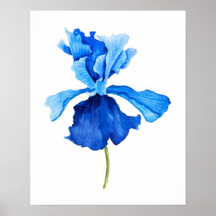 eine blaue Schwertlilie Aquarell Poster