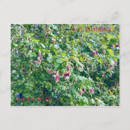 EINE BLOOMIERTE VALENTINE POSTCARD POSTKARTE