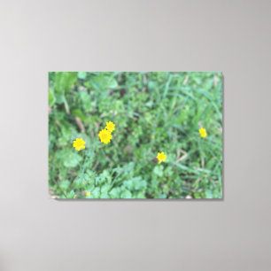 Eine blühende Leinwand: California Buttercup Leinwanddruck