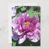 Eine blühende Peony-Blume (Vorderseite)