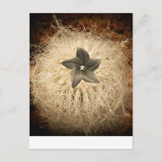 Eine Blume Postkarte (Vorderseite)