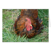 Eine Break Rooster (Vorderseite (Horizontal))