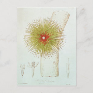 Eine Bromelie in den Anden Postkarte