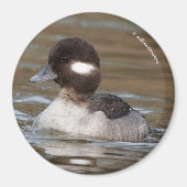 Eine Büffelköpfe von Magnet (Vorne)