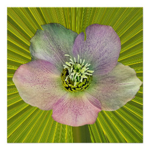 Eine Christrose, eine Lenten-Rose Poster