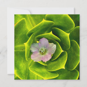Eine Christrose, eine Lentenrose Dankeskarte